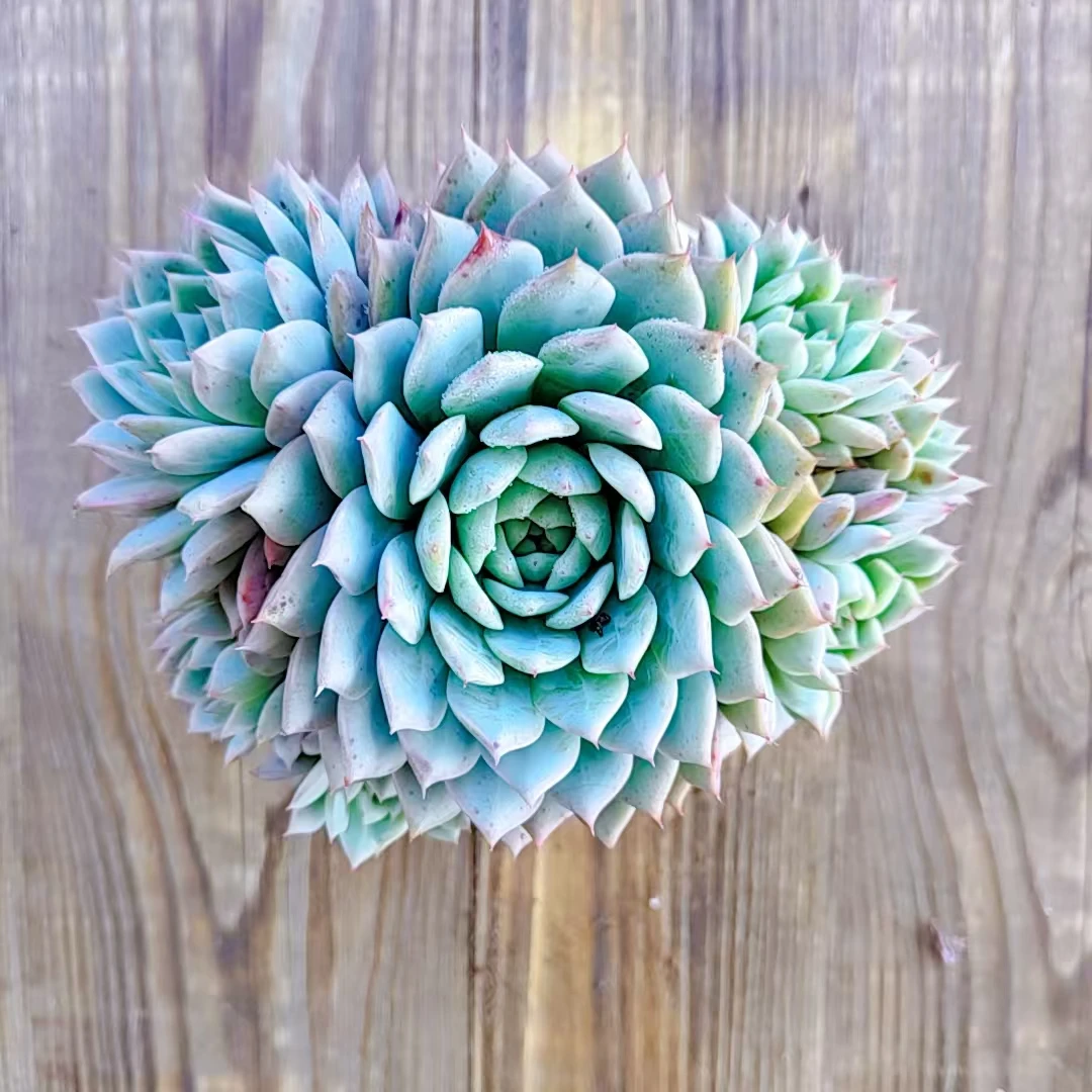 TP多肉 一颗】阳台露台绿植栽种养护