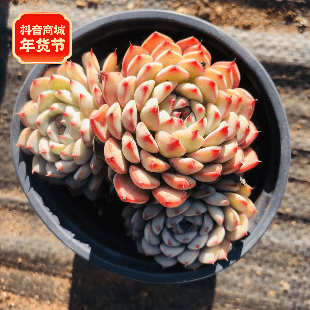 白姬莲多肉 阳台露台绿植栽种养护 满9.9包邮