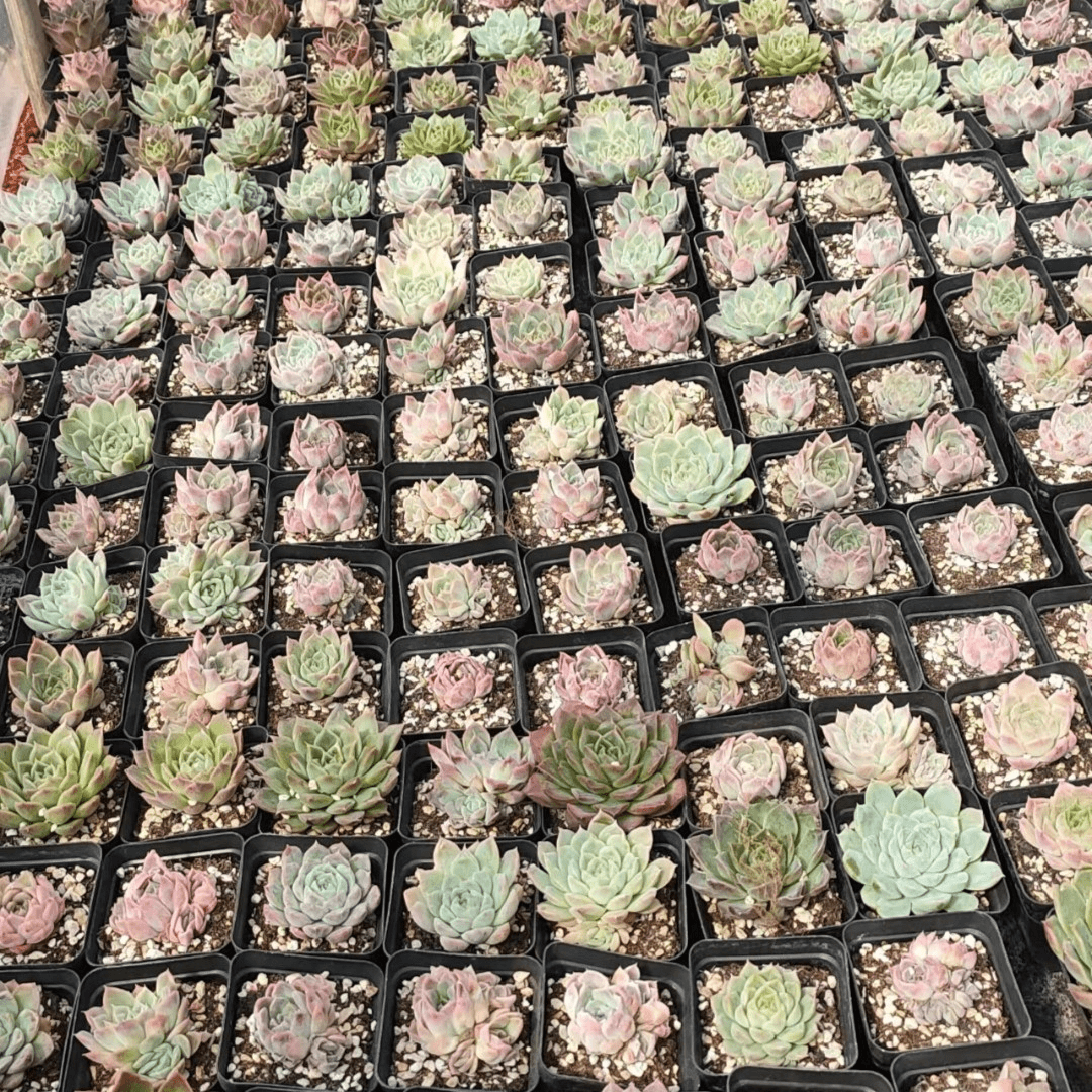大桃蛋综合链接多肉 阳台露台绿植栽种养护 满9.9包邮