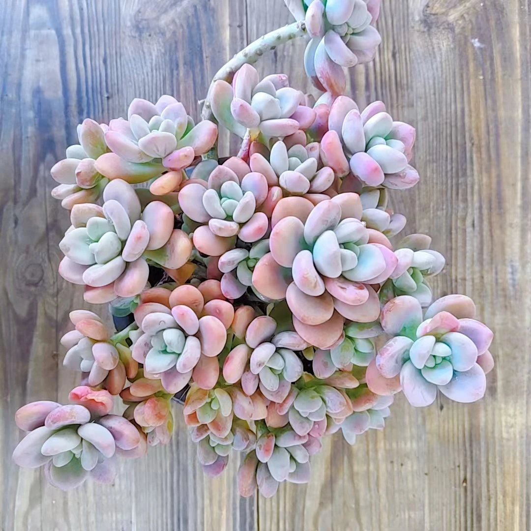 【红洛神多肉一颗 】阳台露台绿植栽种养护