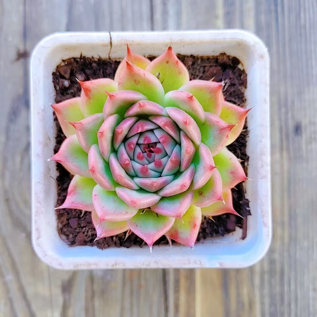 【托斯卡多肉 两颗】阳台露台绿植栽种养护