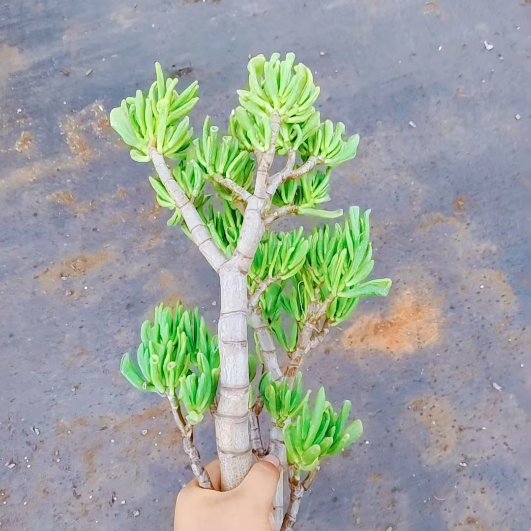 【超大吸财树多肉 】阳台露台绿植栽种养护