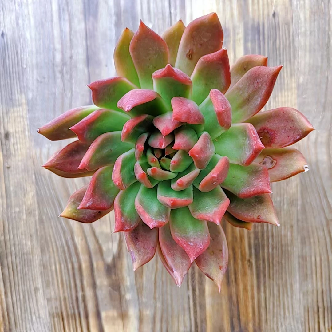 【鹰嘴弗兰克多肉一颗 满9.9包邮】阳台露台绿植栽种养护