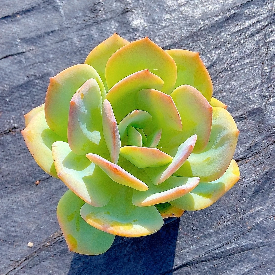 血凤多肉 满15包邮】阳台露台绿植栽种养护