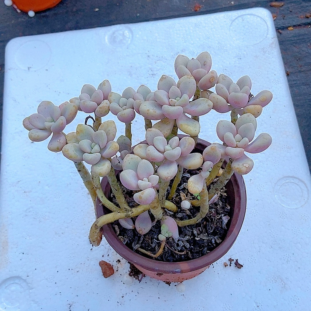 艾伦多肉 一颗】阳台露台绿植栽种养护