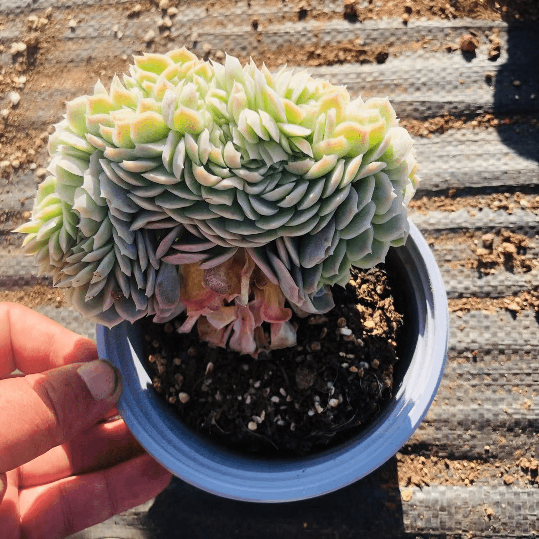 大贝瑞多肉 阳台露台绿植栽种养护 满9.9包邮