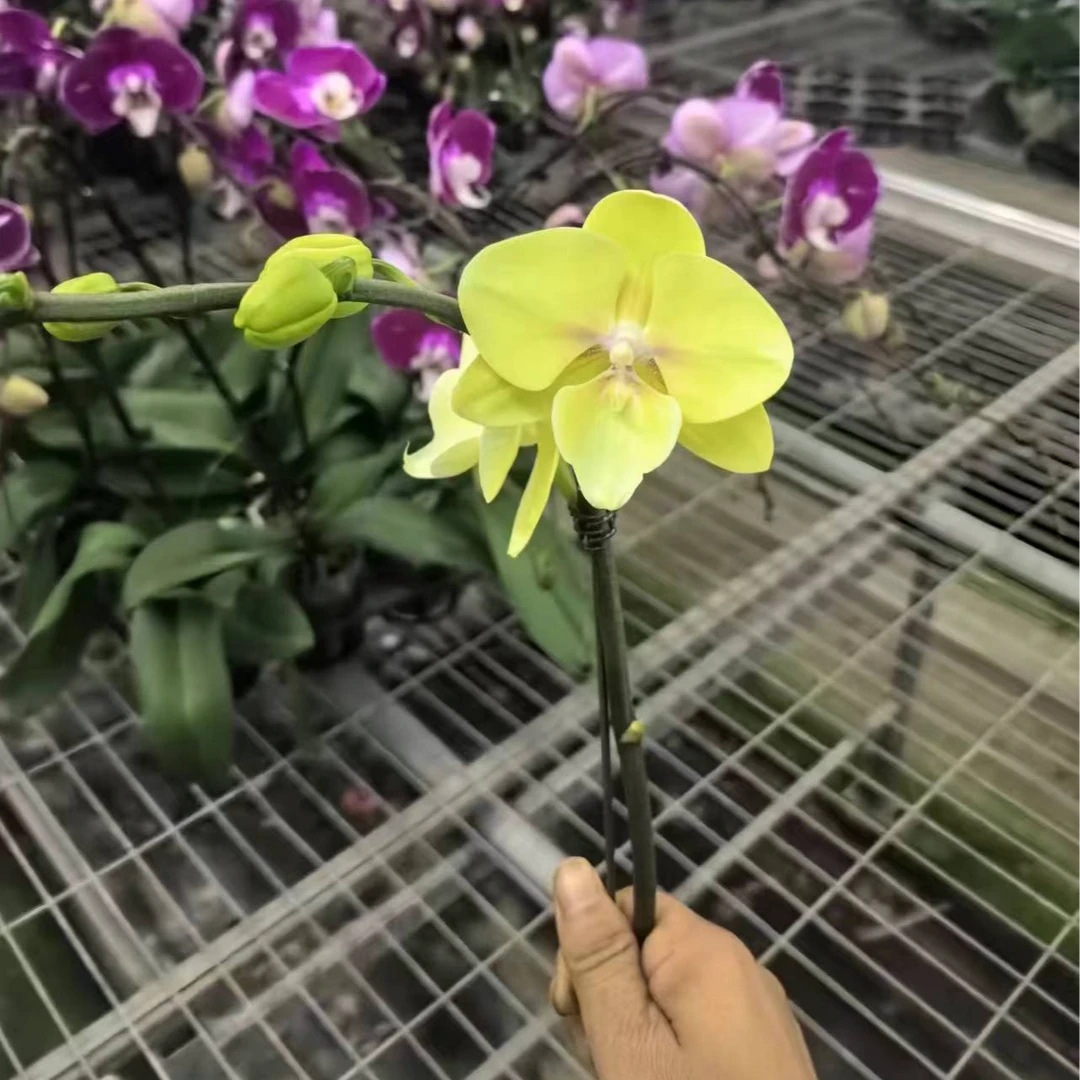 【K72蝴蝶兰】室内高端花卉基地直发