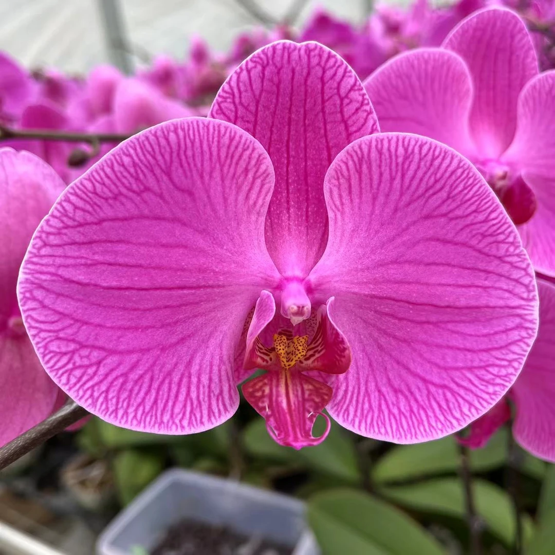 【和气生财精品蝴蝶兰】室内高端花卉基地直发