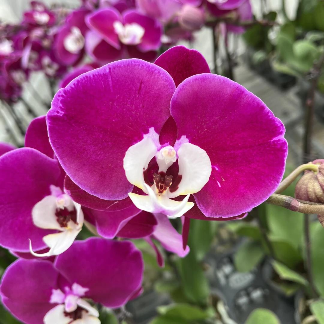 【掉苞漏米歇尔3.5寸精品蝴蝶兰】室内高端花卉基地直发开花养护