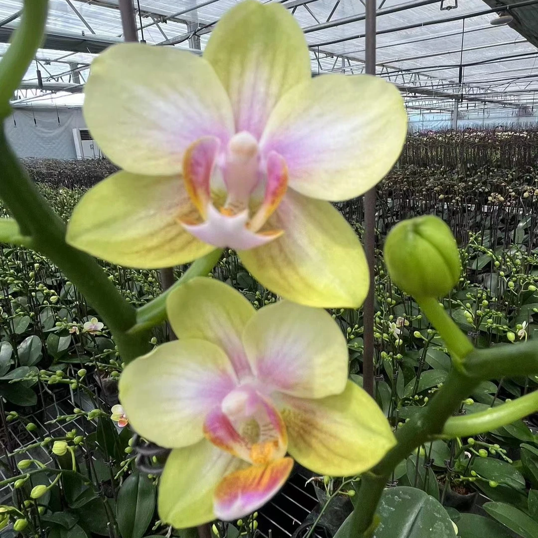 【祥云3.0寸杯精品蝴蝶兰】高端室内花卉