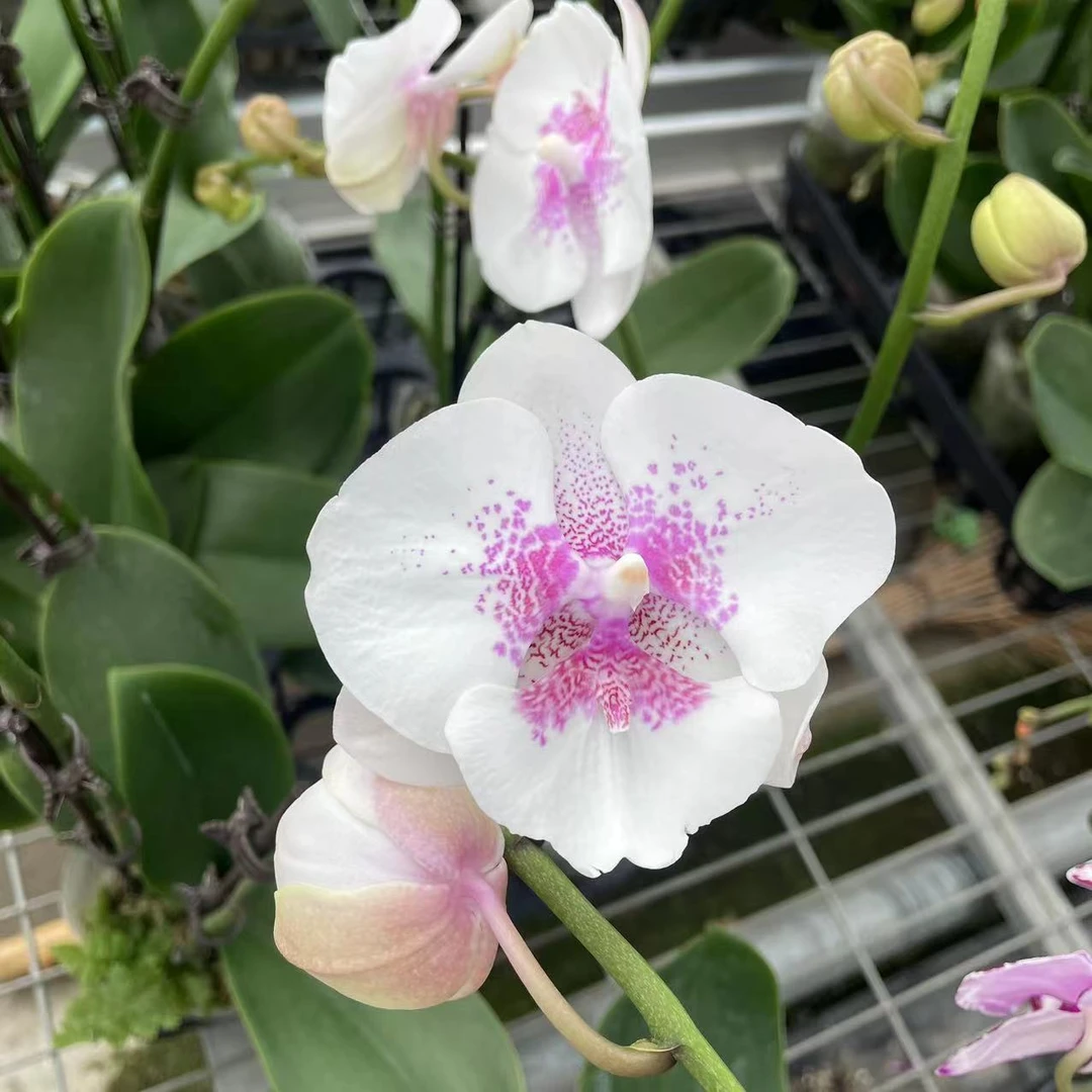 【瑕疵爱情海精品蝴蝶兰】基地直发