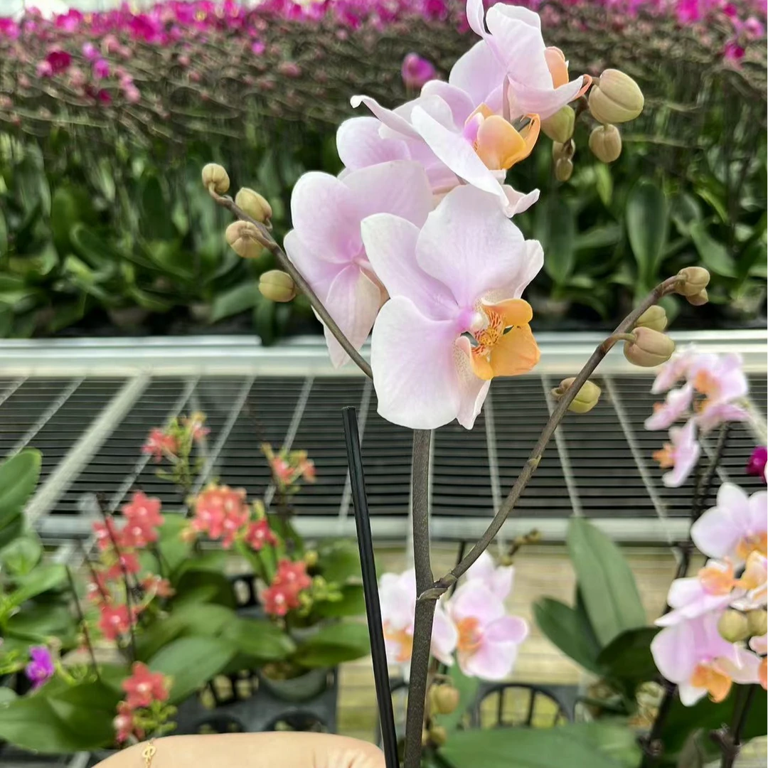 【图尔坎3.5寸精品蝴蝶兰】室内高端花卉基地直发