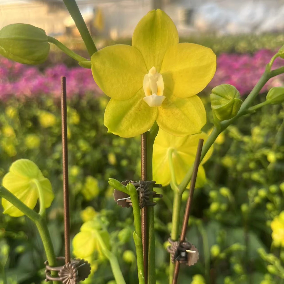 【吉祥如意精品蝴蝶兰】室内高端花卉基地直发
