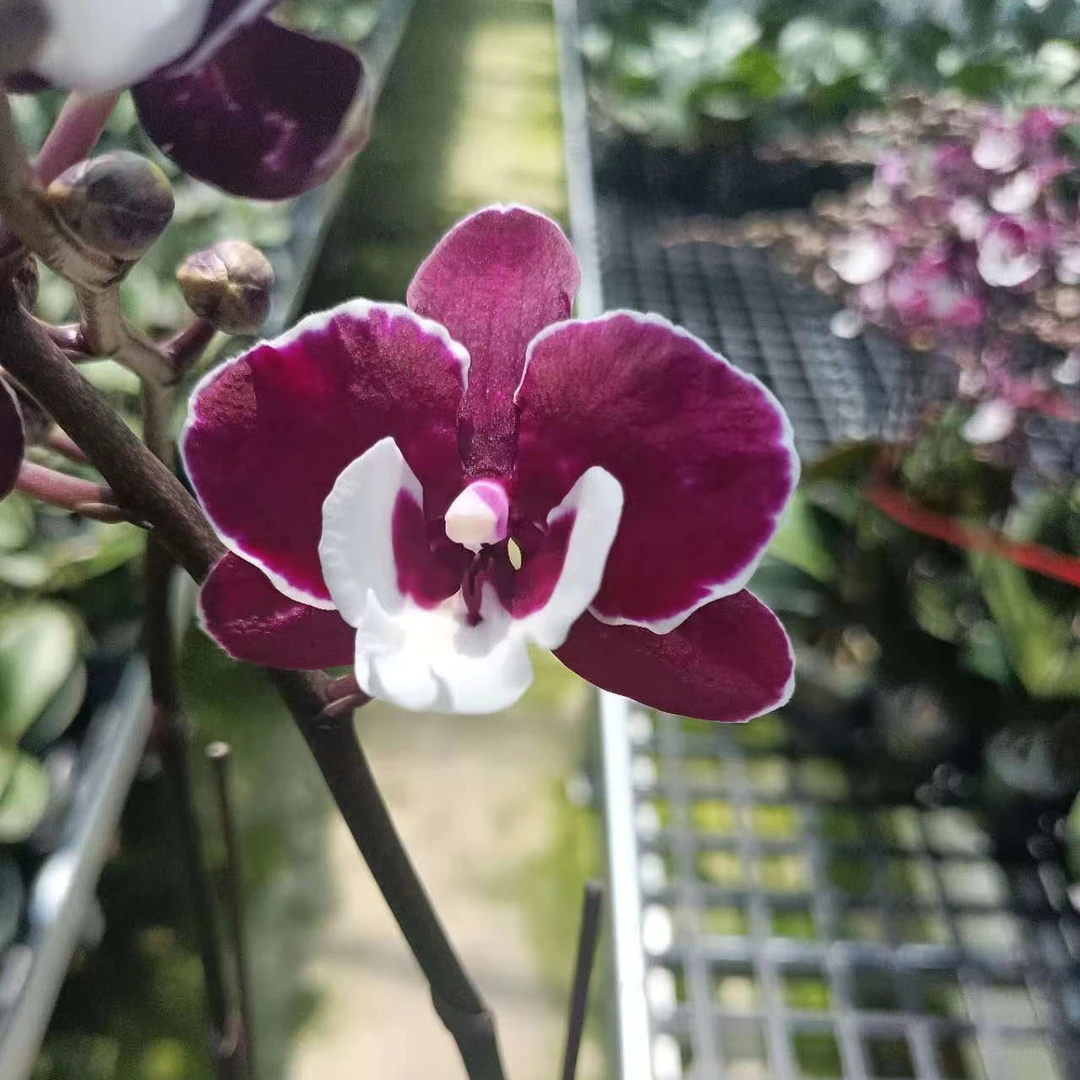 【圣诞老人精品蝴蝶兰】高端室内花卉