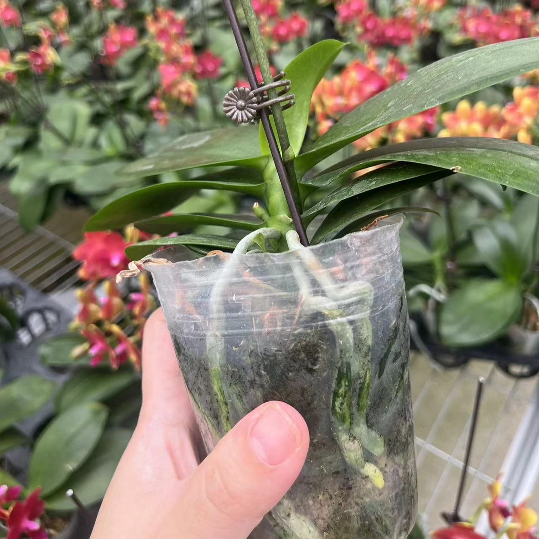 【金边小番茄3.0寸精品蝴蝶兰】室内高端花卉基地直发