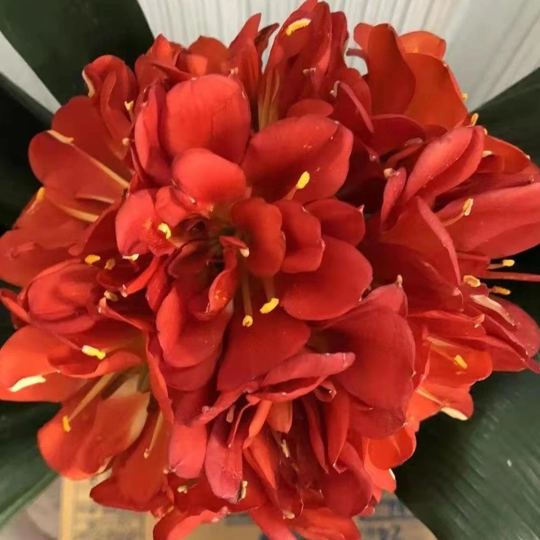 秋姐君子兰，玩好货狠货我是认真的