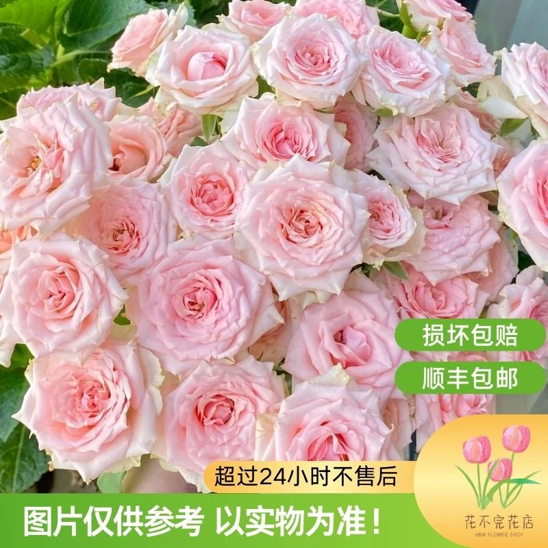 星悦宝贝（多头）玫瑰—“每一朵都在宣扬他的可爱！”