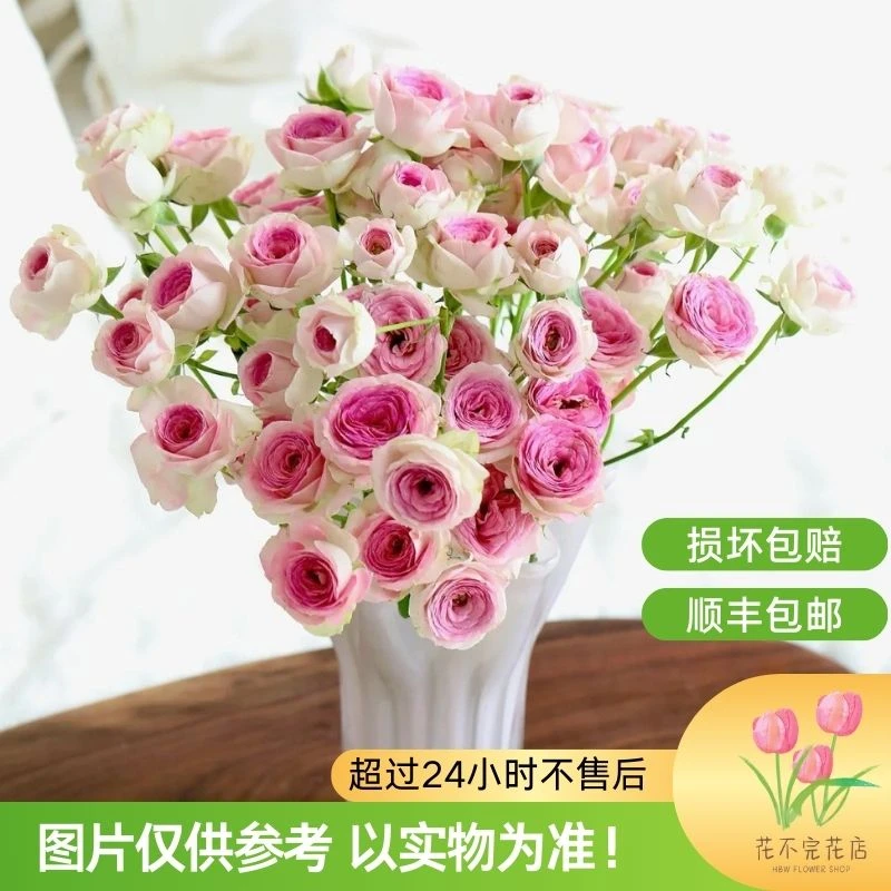 查科仙子（多）【楠桐】玫瑰—“暗香浮动人家 娇莺自啼蜂蝶绕枝桠。”