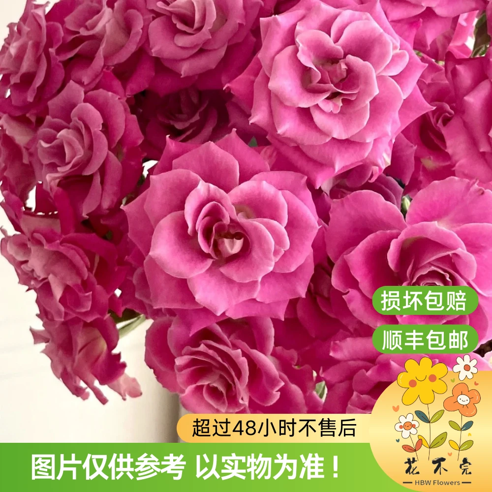 桃之灼（多）玫瑰—“很好开的玫红小花！”