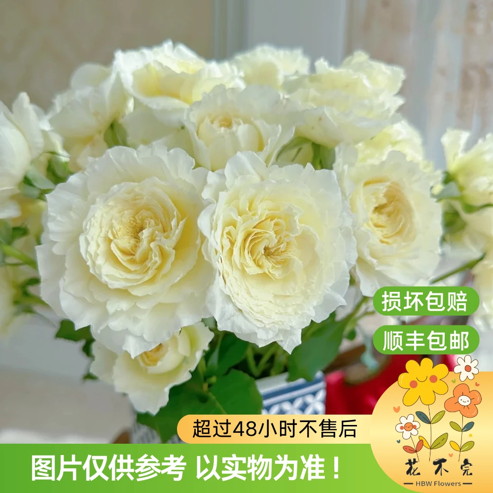 耐心（多）【德芮尔】玫瑰—“love is patience，万事耐心，皆有收获！”