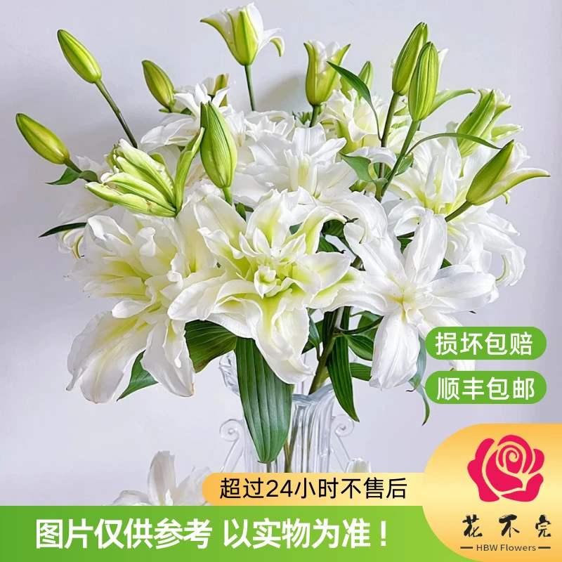 爱莎(多头)【上海种业百合】—“纯白无暇的公主!”