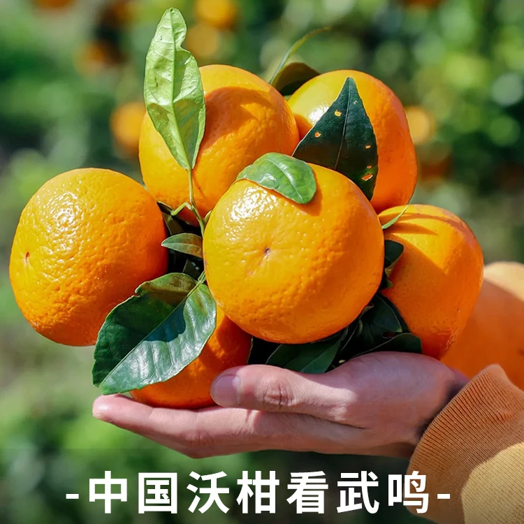 【鲜果直发】广西武鸣沃柑当季新鲜孕妇手剥皮薄甜橘桔子水果贵妃柑
