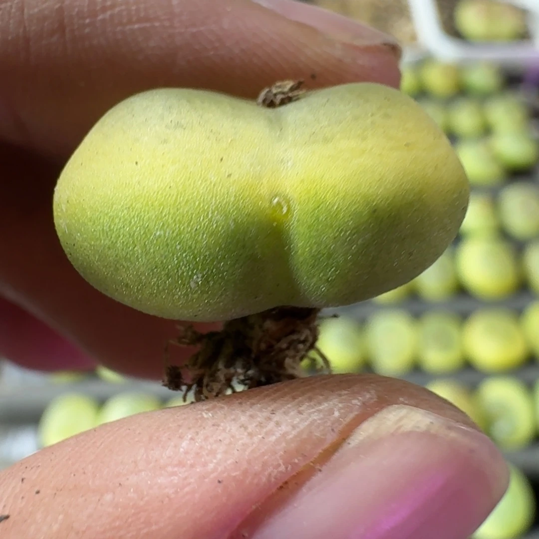 猴子妹妹98拉登一颗