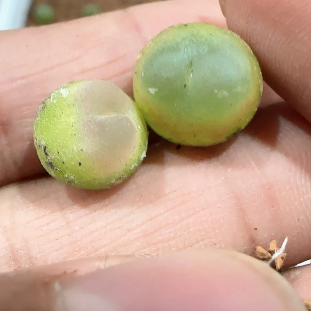 【闪购商品】红*红豆30