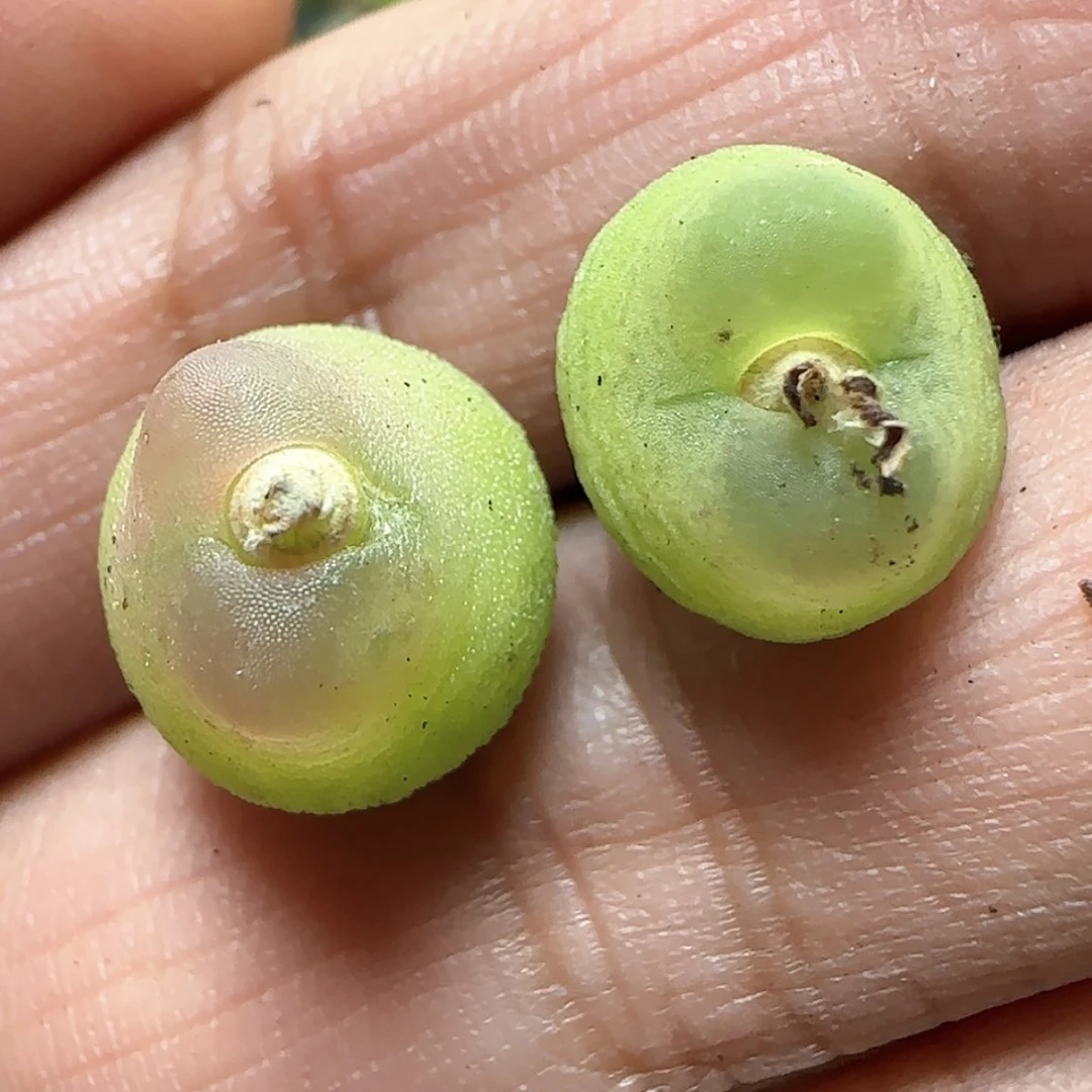 【闪购商品】一**桔甜桔30