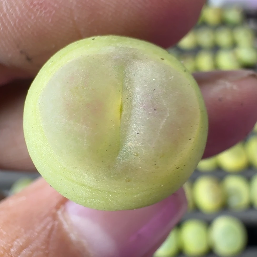 茳**姐汪小姐90拉登一颗
