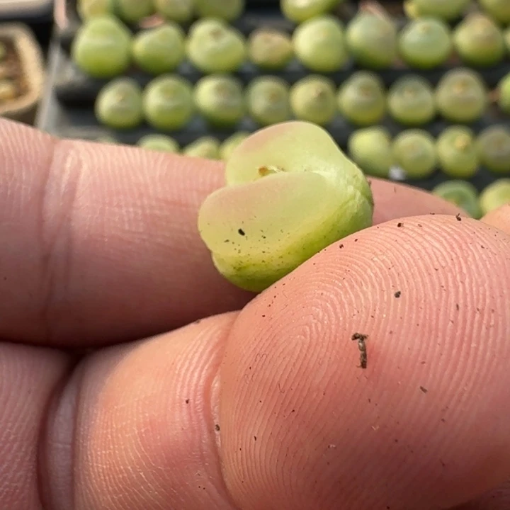 一笑45一一一一一一