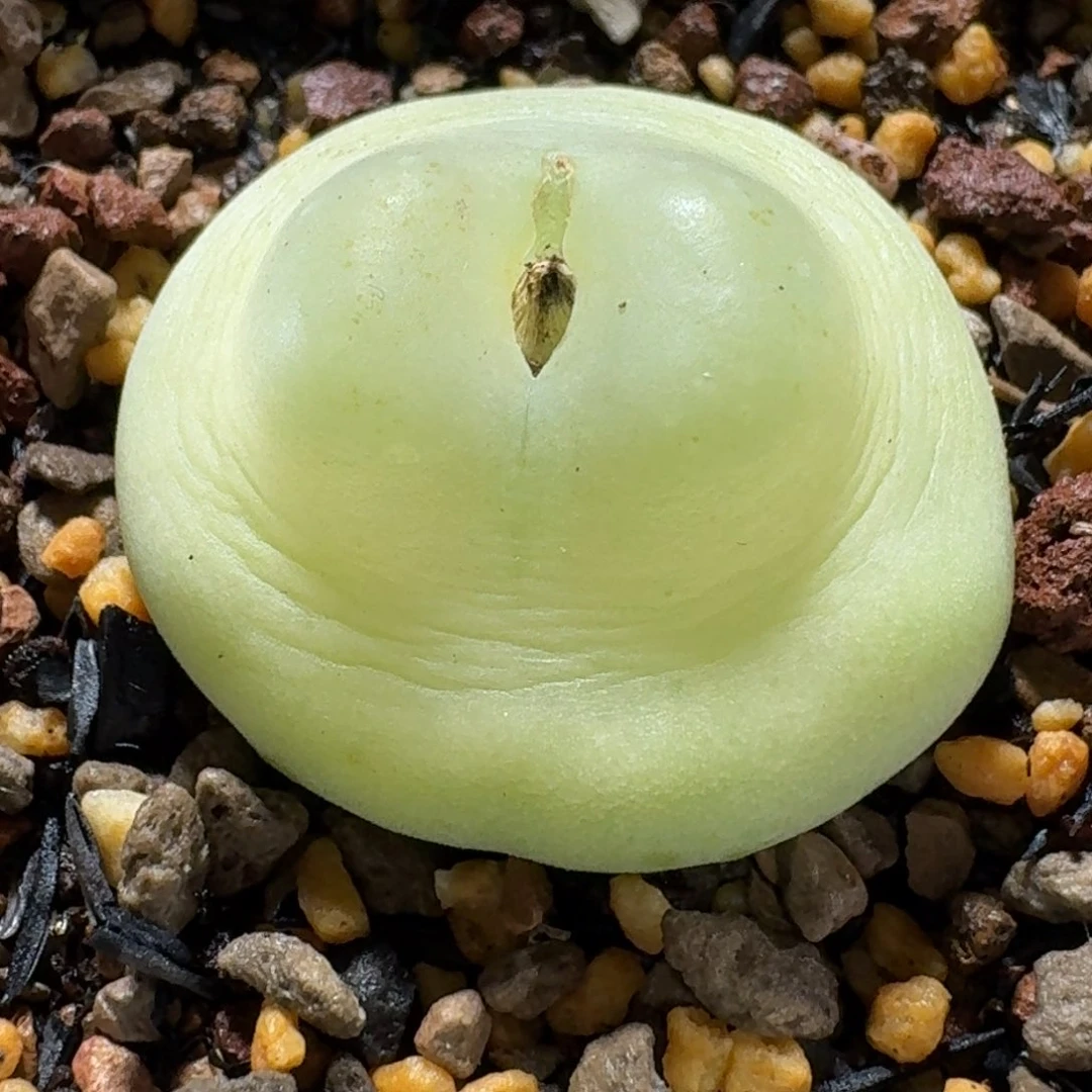 P****o许相奇270拉登3cm