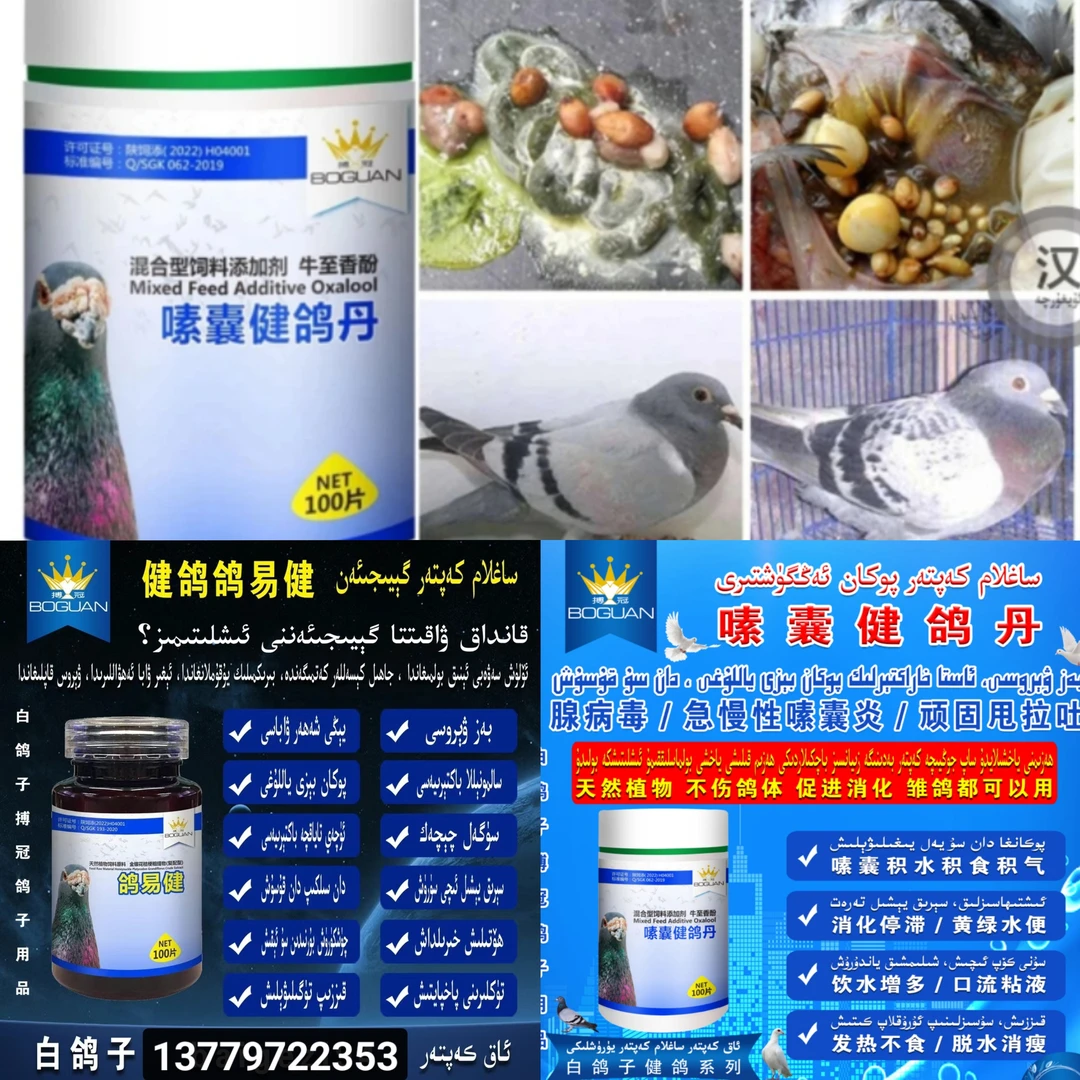 白鸽子搏冠嗉嚢健鸽丹和鸽易健好用信鸽【新疆包邮】