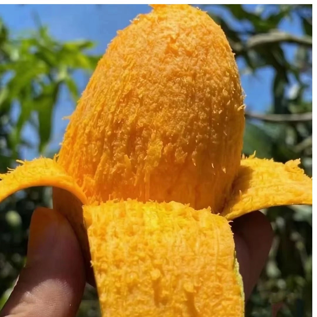 【云南椰香芒】永德鸡蛋芒绿皮甜心芒果5斤9斤包邮奶香浓郁