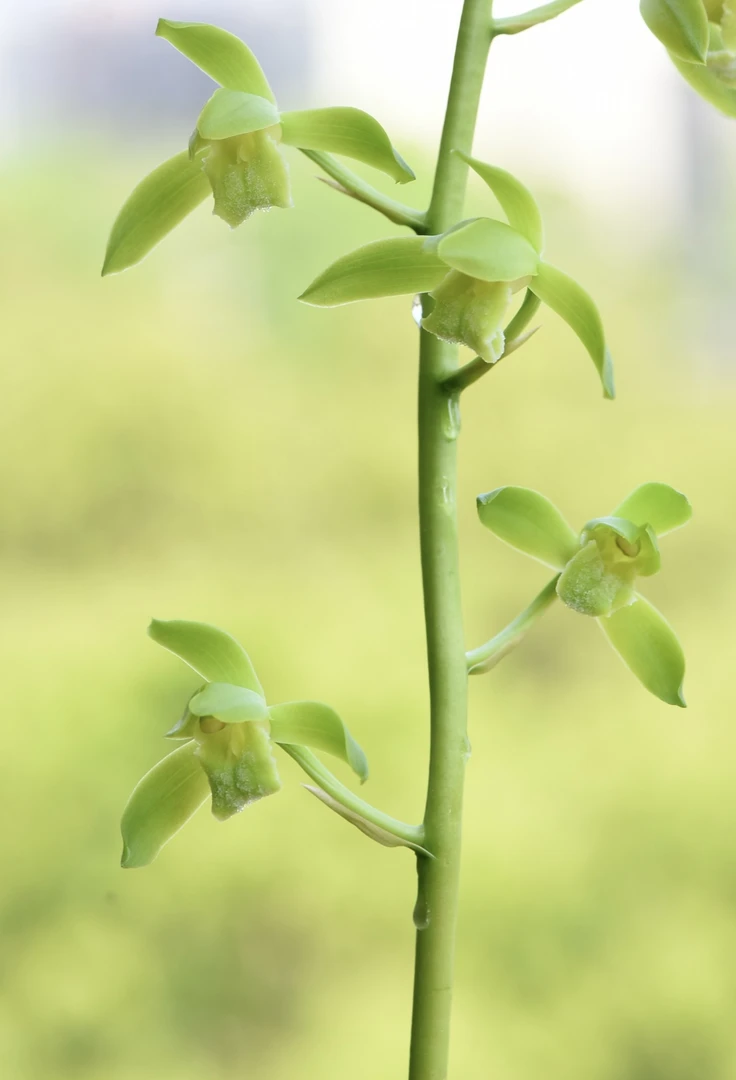 直播间兰花一物一拍 50～200价格