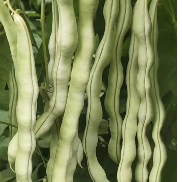 白棒豆（500g）
