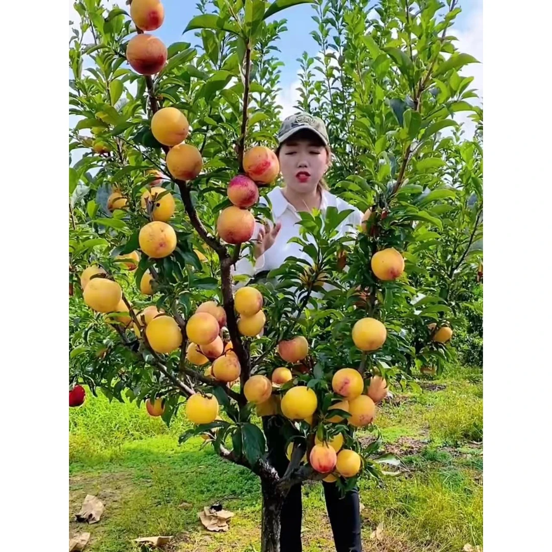 李子树苗蜂糖三华黄金奈盆栽地栽南北方种植当年结果嫁接李子树苗