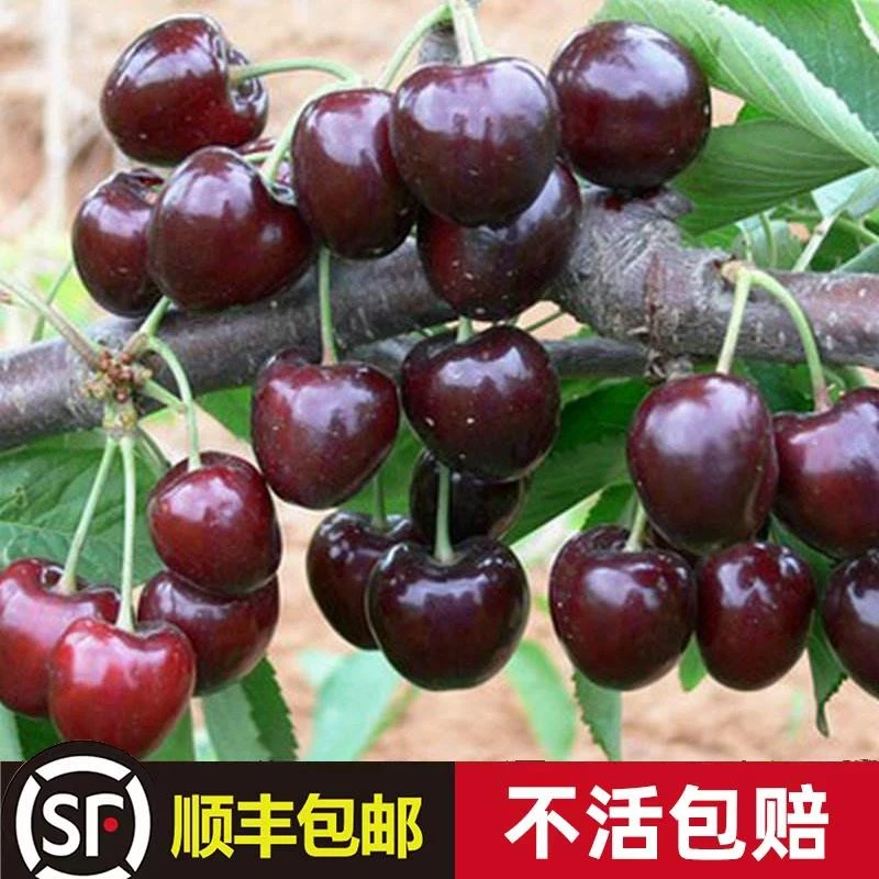 大樱桃树苗樱桃树苖南方北方种植盆栽庭院果树矮化樱桃树大樱桃苗