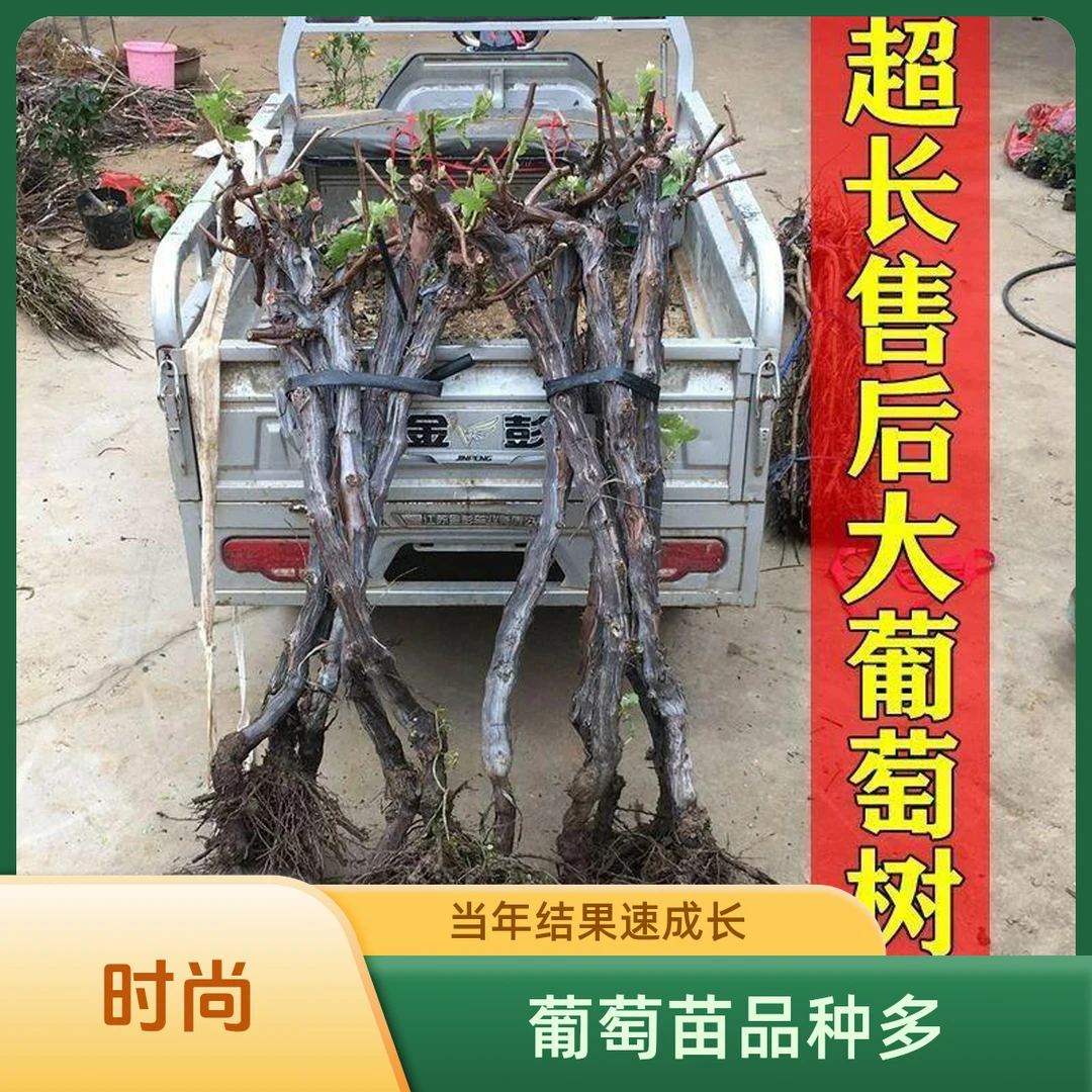 葡萄树苖特大巨峰无籽阳光玫瑰葡萄苗蓝宝石南爬藤北方种当年结果