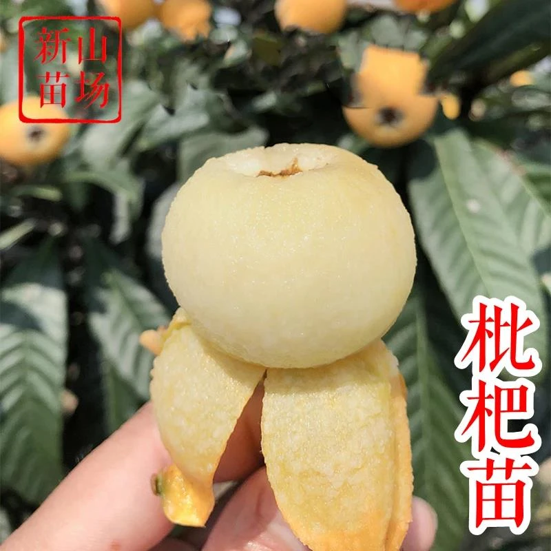 枇杷树苗】白玉塘栖软条白沙大五星宁海白丰玉冠玉青种常绿枇杷苗