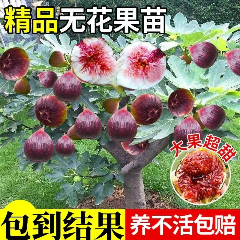 无花果树果苗特大果矮化盆栽波姬红南方北阳台种植当年结果新品种