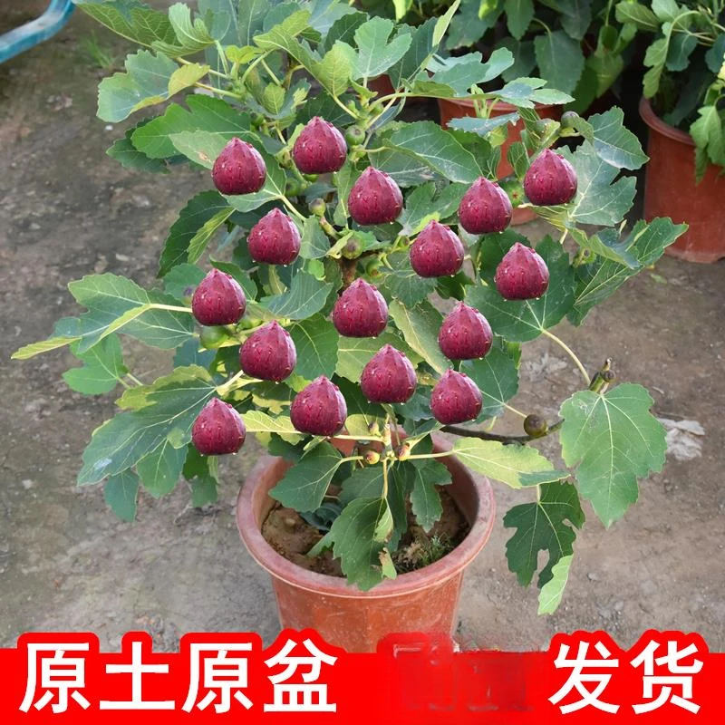 带果果苗盆栽地栽特大果南方北方波姬红青皮无花果树苗