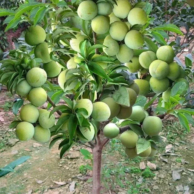 特大早熟蜂糖李子树苗嫁接青脆脱骨李子苗南方北方种植当年结果