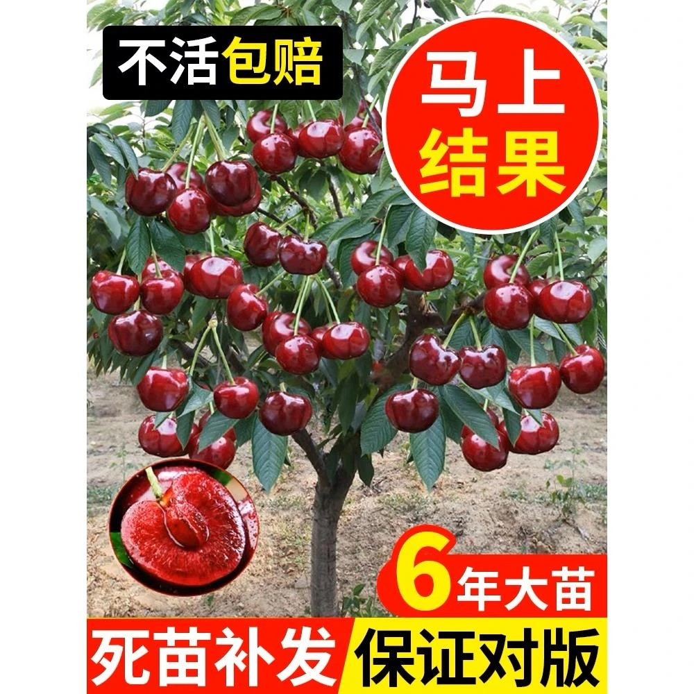 车厘子树苗樱桃树苖南方北方种植盆栽庭院果树矮化樱桃树大樱桃苗