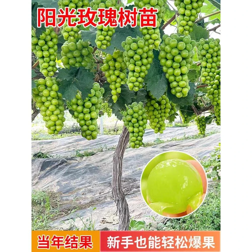 特大阳光玫瑰葡萄树苖无核巨峰葡萄苗南方北方四季种植耐寒果树苗