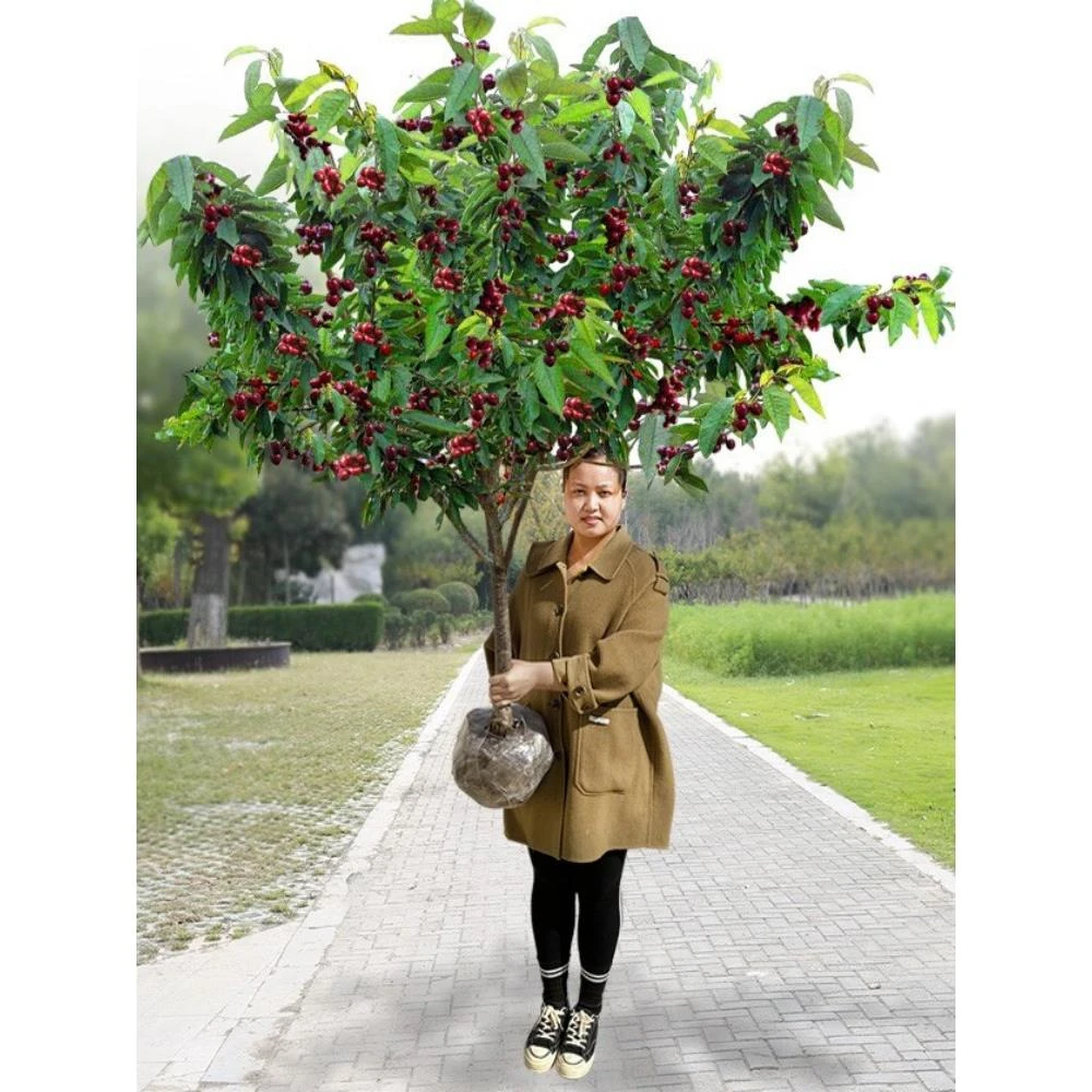 樱桃树苗车厘子树苗南方种植盆栽庭院果树北方矮化樱桃树当年结果