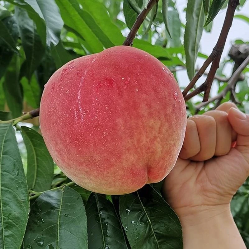 嫁接佛桃树苗早熟大水蜜桃果树苗黄桃树苗蜜桃晚熟冬桃南北方种植