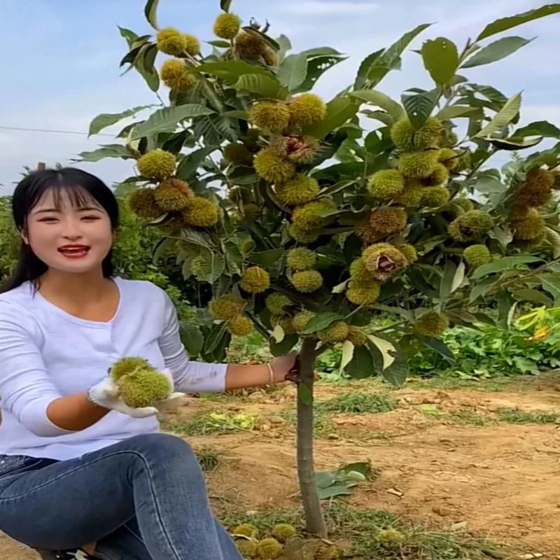 板栗苗树嫁接大红袍当年结果耐寒板栗树果树果苗地栽南方北方种植