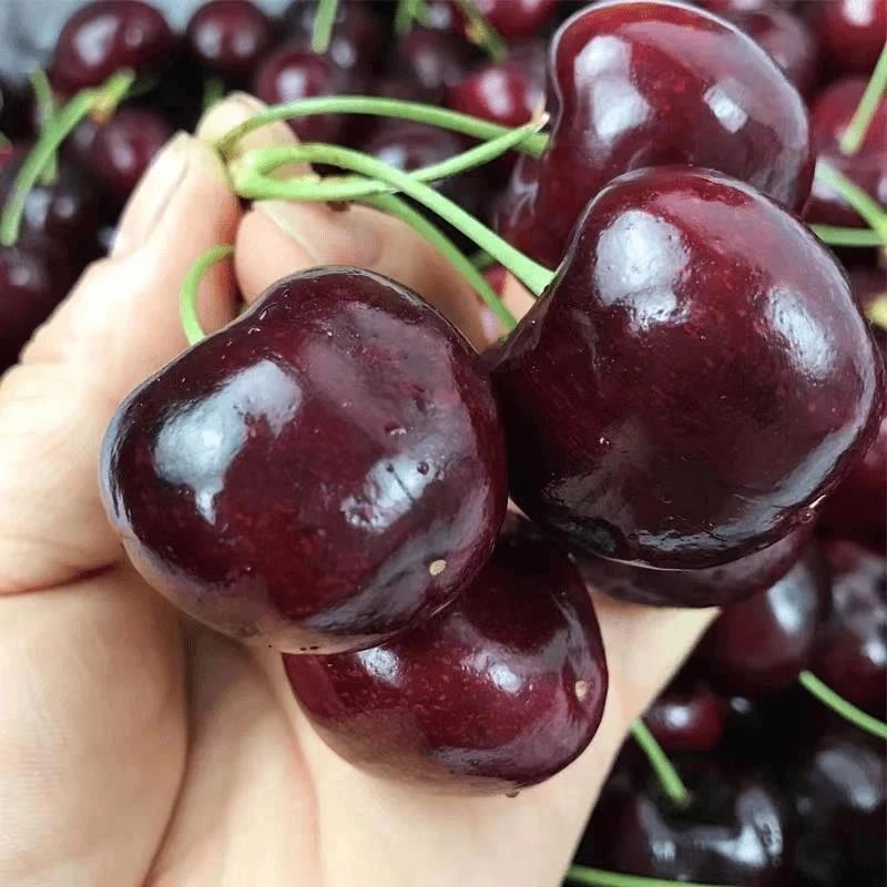 智利樱桃树苗特大车厘子树苗南方北方四季种植地栽别墅庭院果树苗