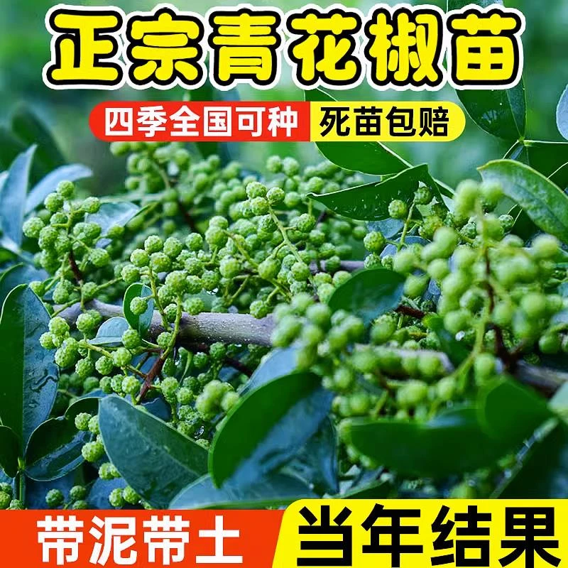 正宗四川汉源藤椒树苗青花椒椒无刺花椒绿花椒麻椒苗当年结果果树